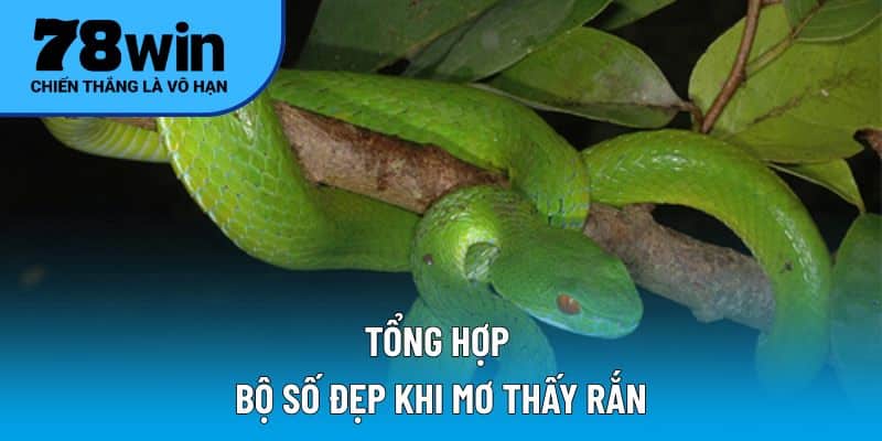 Tổng hợp bộ số đẹp khi Mơ thấy rắn